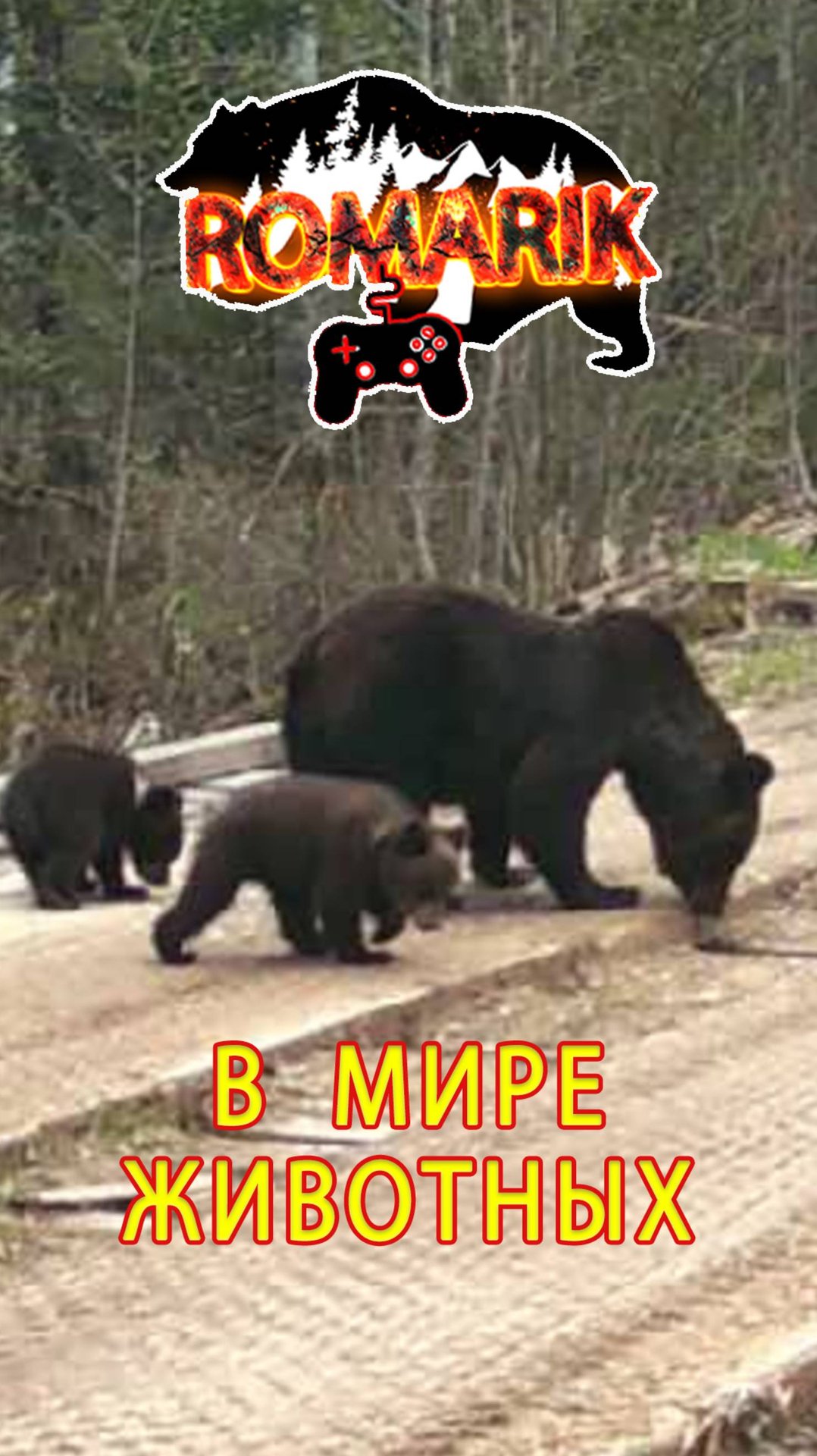 Мама-медведица и малыши идут по мостику. В мире животных