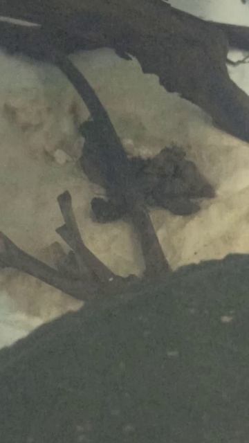 Карамелька. 18 октября 2025 г. смотреть онлайн