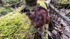 Строчок осенний