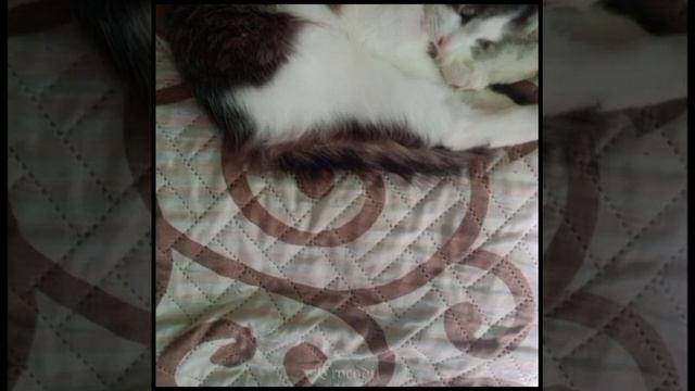 мой эдит с котом:-P смотреть онлайн