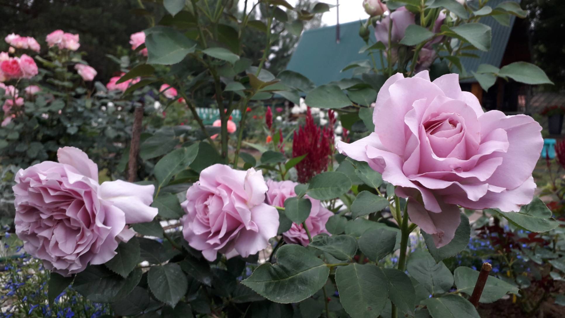 Розы в сентябре на Среднем Урале 17.09.25 смотреть онлайн