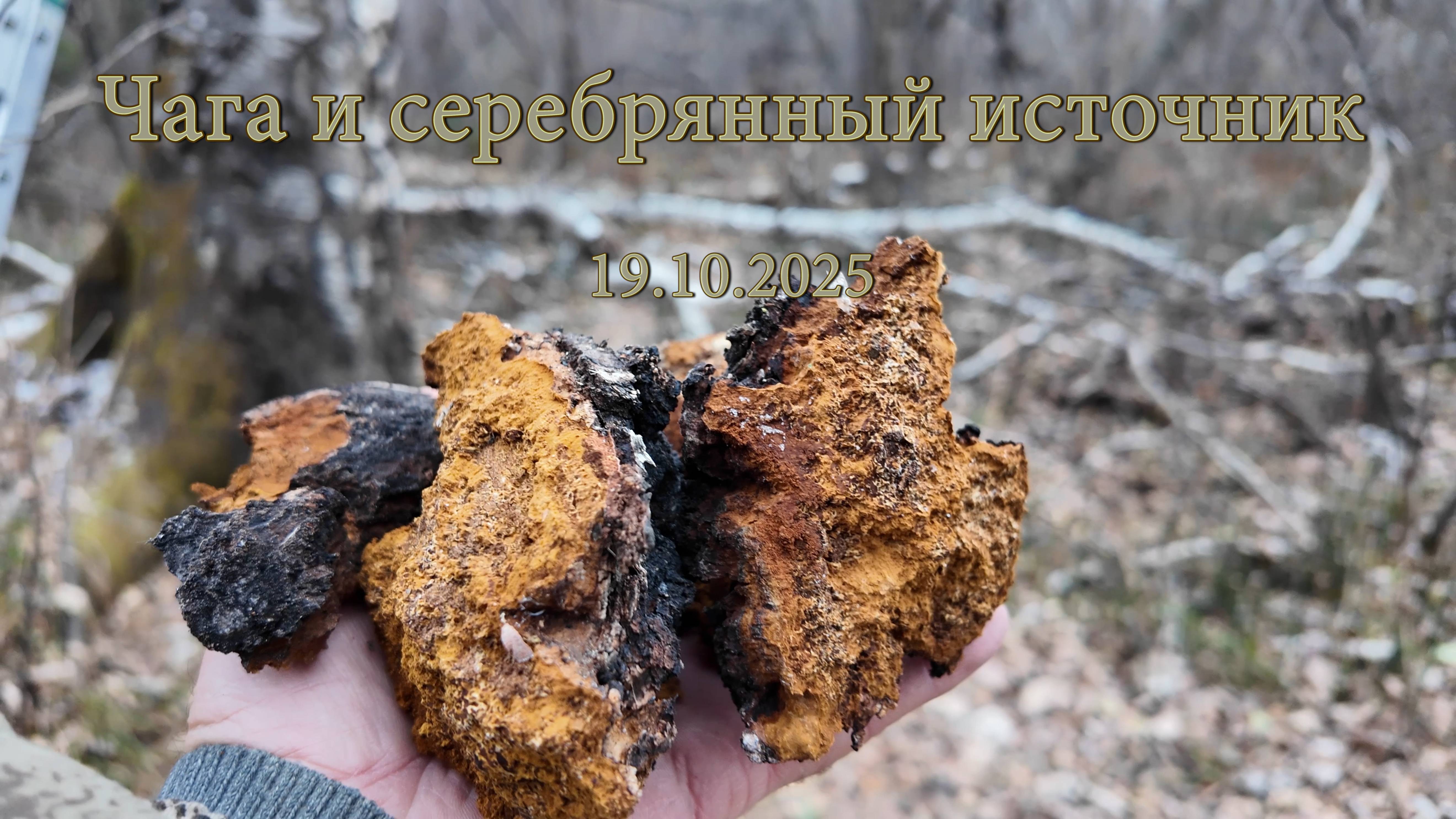 Чага и серебрянный источник 19.10.2025 смотреть онлайн
