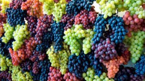 Праздник винограда в Тюмени