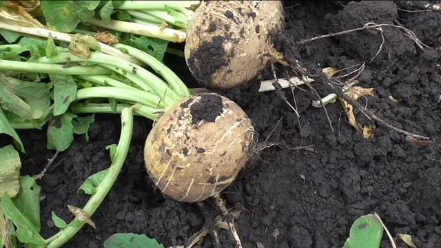 Репа ПЕТРОВСКАЯ