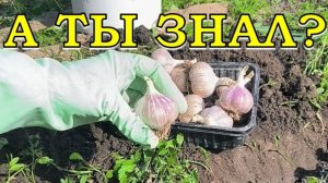 ЭКСПЕРИМЕНТ! Сажаю ЧЕСНОК по-новому: целыми головками