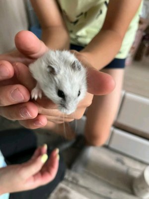 торжественное открытие клетки хомяка Тоши