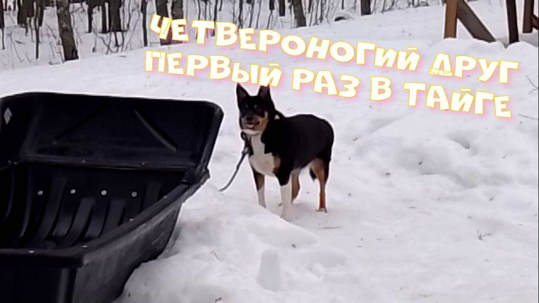 Четвероногий друг первый раз в тайге! смотреть онлайн
