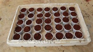 Выращивания салата латука в домашних условиях на гидропонике