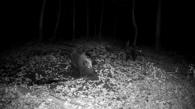 Фото ловушка смотреть онлайн