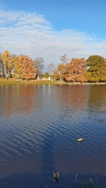Краски осени в парке дворцов Ораниенбаума. смотреть онлайн