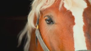 Moonlit Temptations 🌙 _ R&B & Slow Trap Seduction