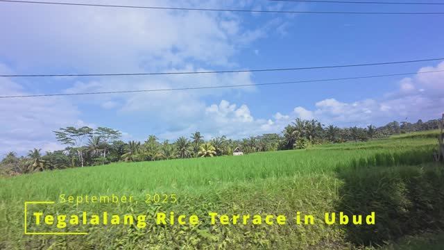 Tegalalang Rice Terrace In Ubud, Bali
