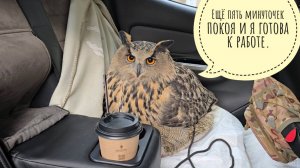 ГлавСова прибыла на важное мероприятие и решила разбить мой телефон. Сова Ёль начинает работу мечты