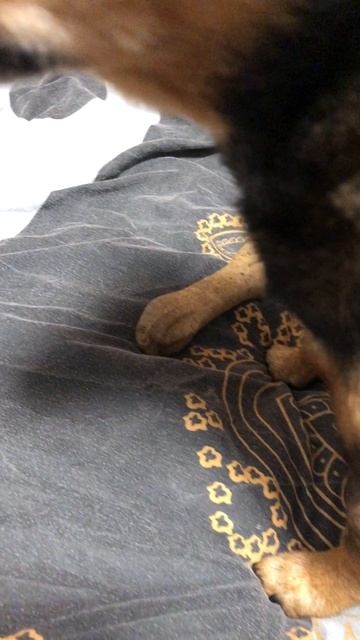 Принц с вкусными косточками смотреть онлайн