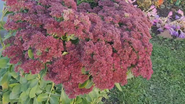 РОЗЫ ГОТОВЫ К ЗИМЕ 18.10.25г.🍁 В ЛЕНОБЛАСТИ ХОЛОДАЕТ.🍁 смотреть онлайн