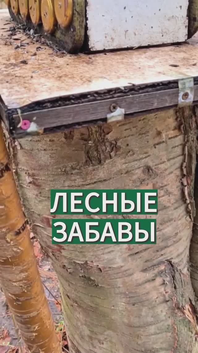 ЛЕСНЫЕ ЗАБАВЫ смотреть онлайн