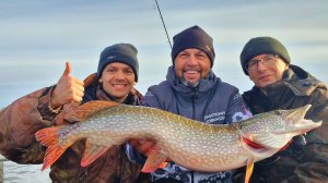 Гости с Тюмени ловят щука на реке ОБЬ.