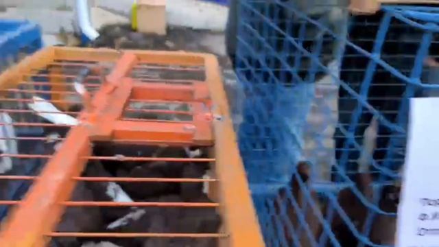 ЯРМАРКА ГОЛУБЕЙ Г. ОРЕНБУРГ. 18 ОКТЯБРЯ 2025 ГОДА. смотреть онлайн