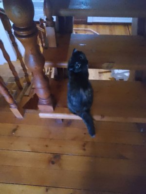 Мира хантрикс Зои и Руми