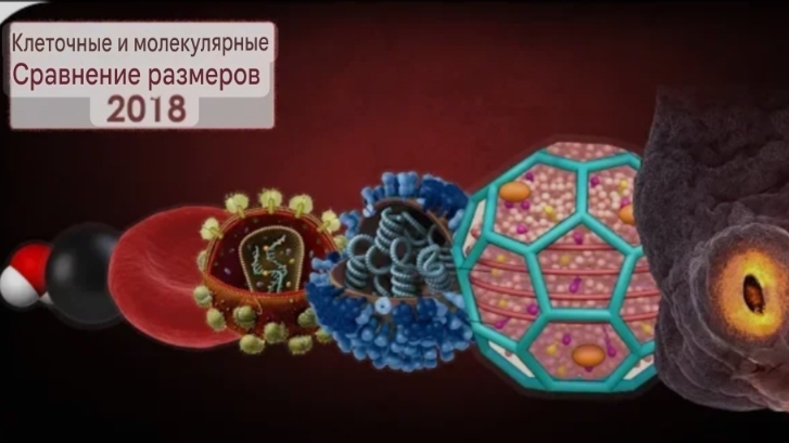 Сравнение размеров клеток и молекул смотреть онлайн