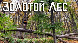 Погружение в Осенний Лес / Золотая Осень в Буковом Лесу