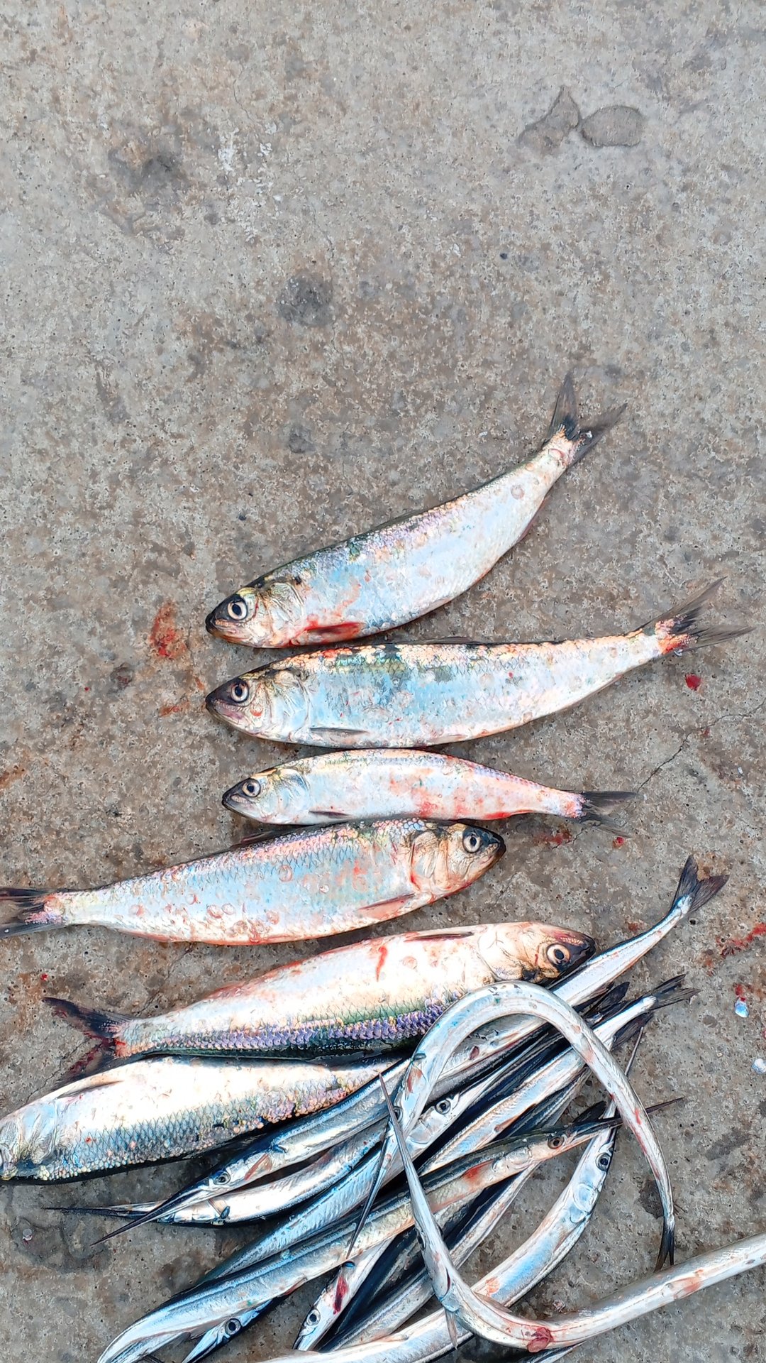 Селёдка Черноморская на пилькер с берега. Рыбалка в Крыму Ялта