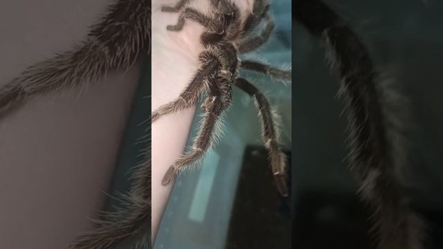 Всем приветик от Волтера! 18 октября 2025 г. смотреть онлайн