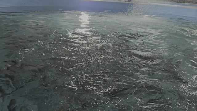 кормление форели