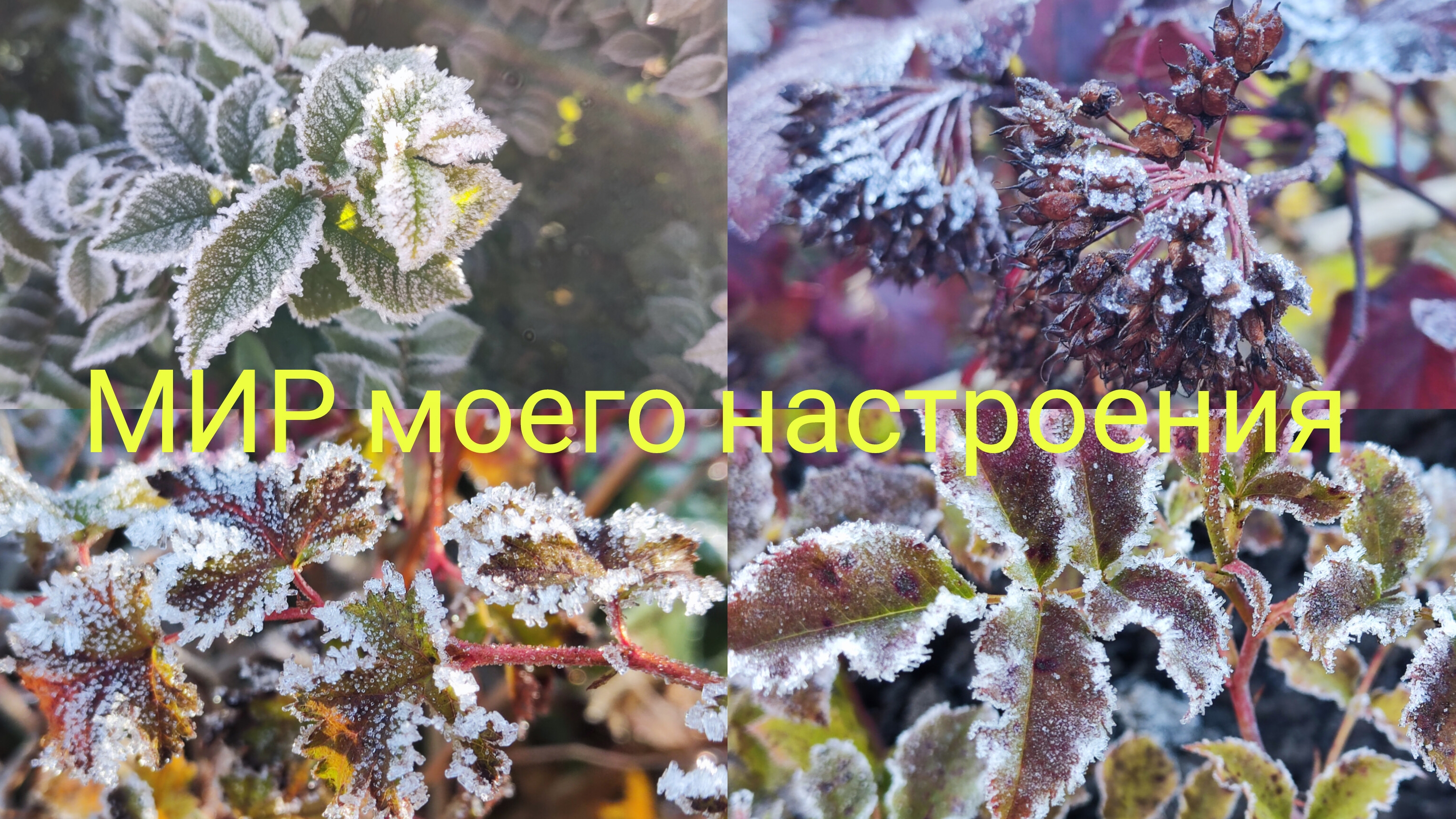 18.10.25 Дача.Заморозки нас не пугают. смотреть онлайн