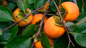 Сбор урожая сочной и сладкой хурмы стартовал в Таджикистане