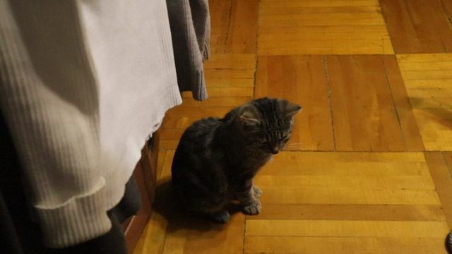 Наши котики. Воскресенье, 19 октября 2025 г