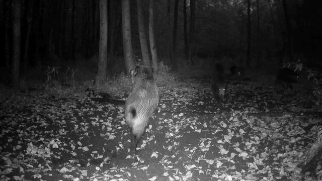 Кабаны фото ловушка смотреть онлайн