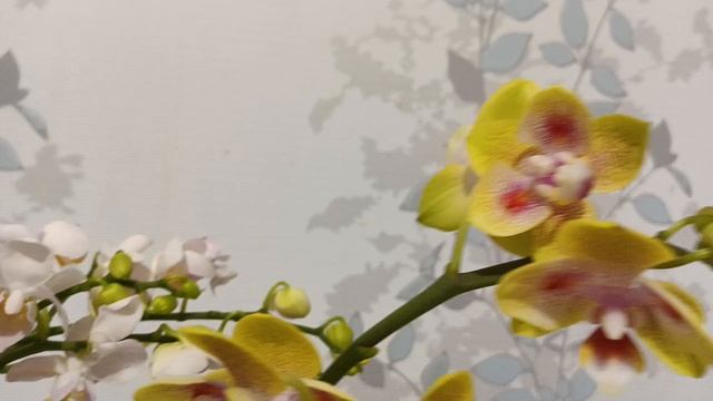 Мои покупки- орхидеи мутанты/19.10.25/