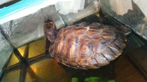 Красноухая черепаха 🐢 загорает 19-10-2025