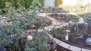 Сад Двух Котов после обрезки 🐈🌹🐈⬛