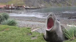 Тюлень кричит