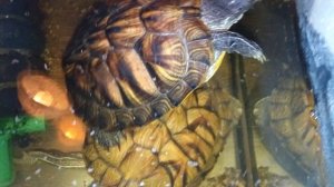 Красноухие черепахи 🐢 утро 19-10-2025