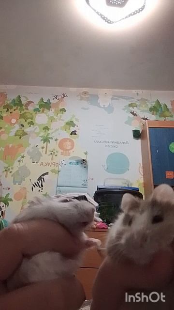 второе видео хомяка 🐹🐹 Лиля с хомяками🐹🐹