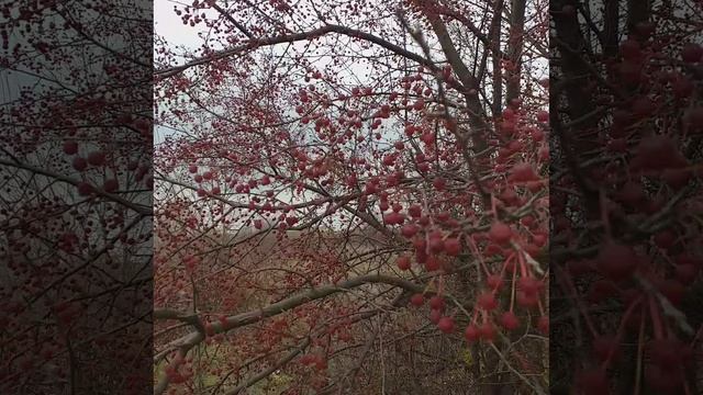 20251019_151117.mp4 смотреть онлайн