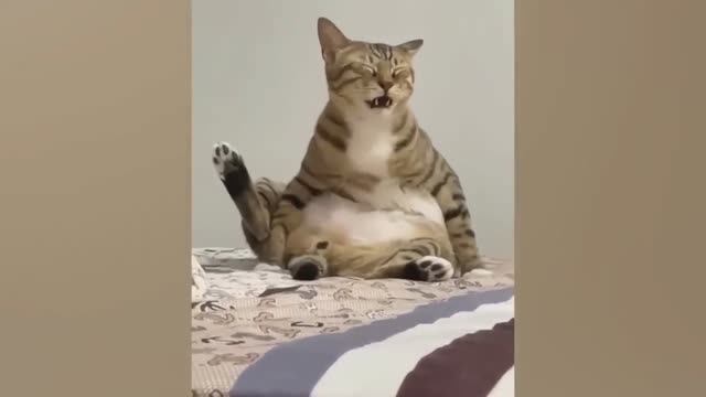 Лучшие смешные кошки и собаки 😺🐶 смотреть онлайн