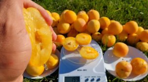 Слива диплоидная То Че Сан Ростов-на-Дону | Small Gardens