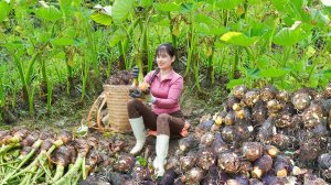 Harvesting Many Taro Planted in the Forest Go To Countryside Market Sell - Clean Up The Farm