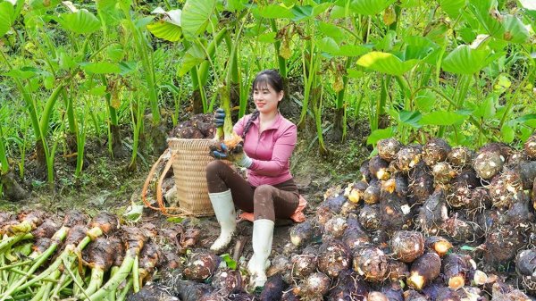 Harvesting Many Taro Planted in the Forest Go To Countryside Market Sell - Clean Up The Farm