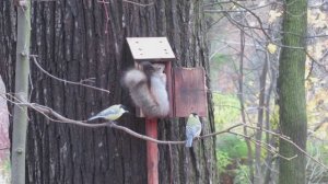 Белка разогнала синиц и оккупировала птичью кормушку