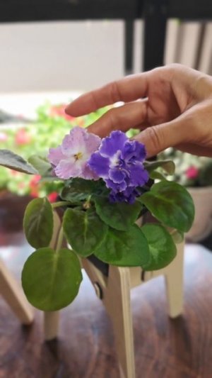 И так бывает!!! Фиалка (сенполия) Подвенечная (Морев)