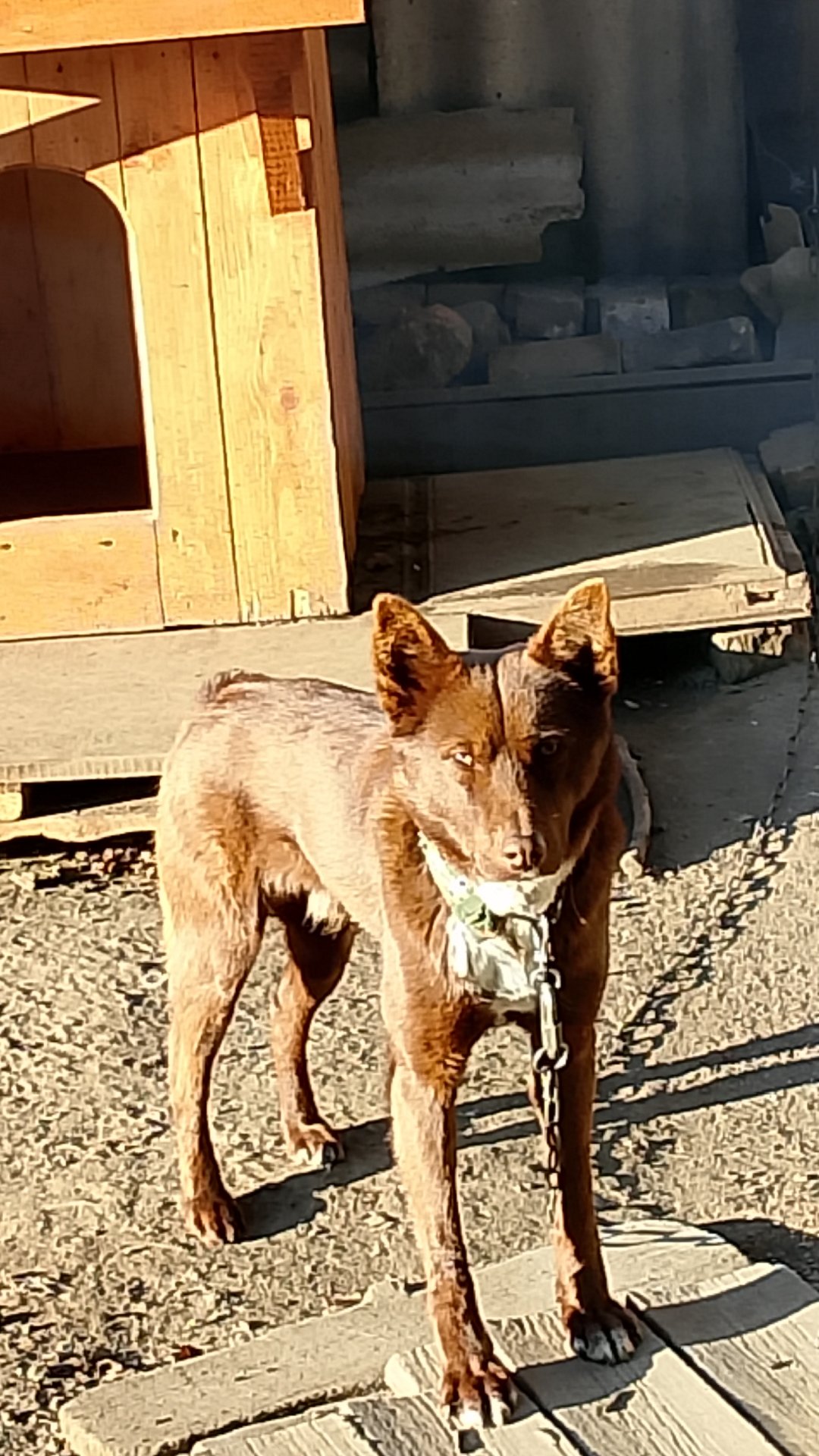 Мишкино утро! Зарядка для хвоста! 😁 Где завтрак?🐕 Смешные животные смотреть онлайн