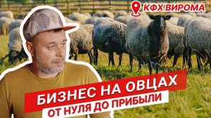 Бизнес на овцах с нуля | Содержание романовских овец | Кормление ягнят | ЗЦМ для ягнят | Овцеводство