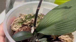 Куча орхидей без корней спустя 8 месяцев