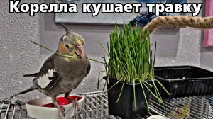 Корелла любит поклевать травку: видео для релаксации 🦜