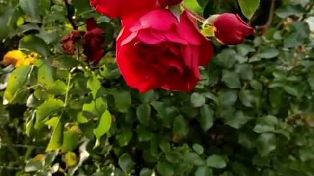 Осенний этюд. ❤️🍁🍁🍁😍 смотреть онлайн